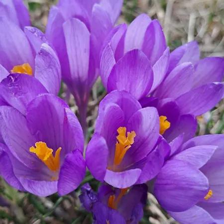 Saint Constantine Mountain Retreat Peștera