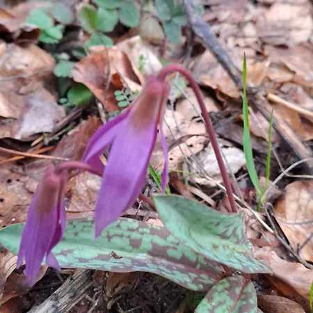 Saint Constantine Mountain Retreat פשטרה