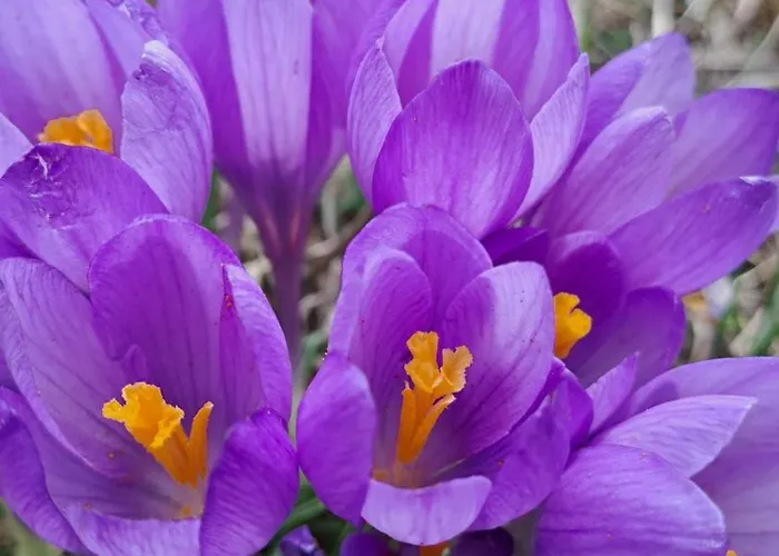 Saint Constantine Mountain Retreat Peshtera (Pazardzhik)