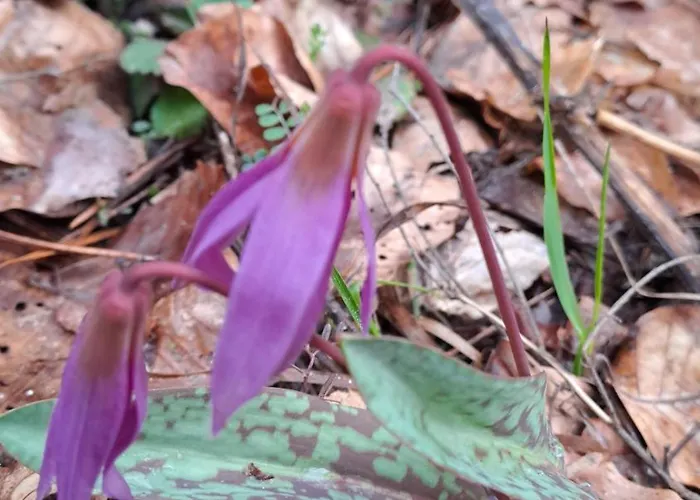 Saint Constantine Mountain Retreat Peshtera (Pazardzhik)